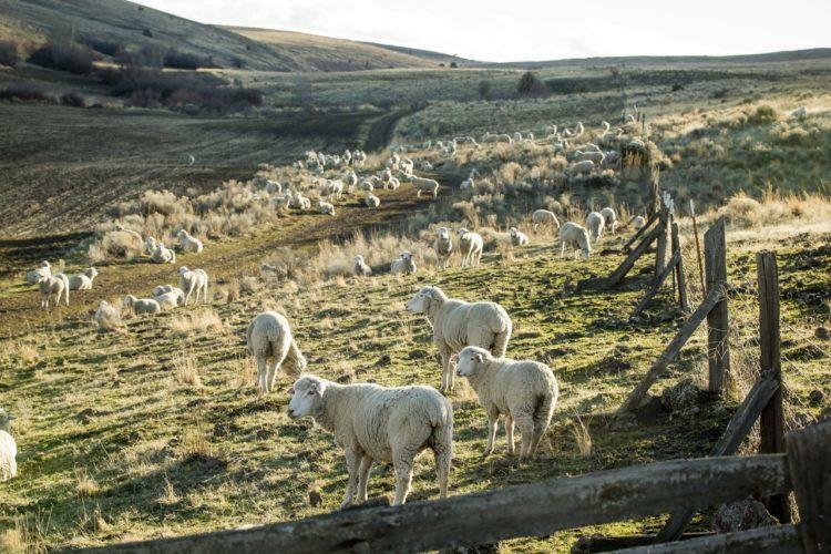 FISCALIA LOCAL: ALLANAMIENTO EN GAN GAN RECUPERAN ANIMALES ROBADOS Y SECUESTRAN ARMAS