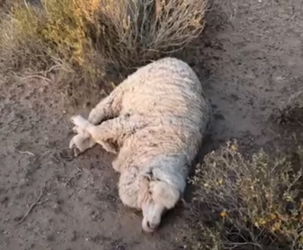 ABIGEATO EN LA PENINSULA