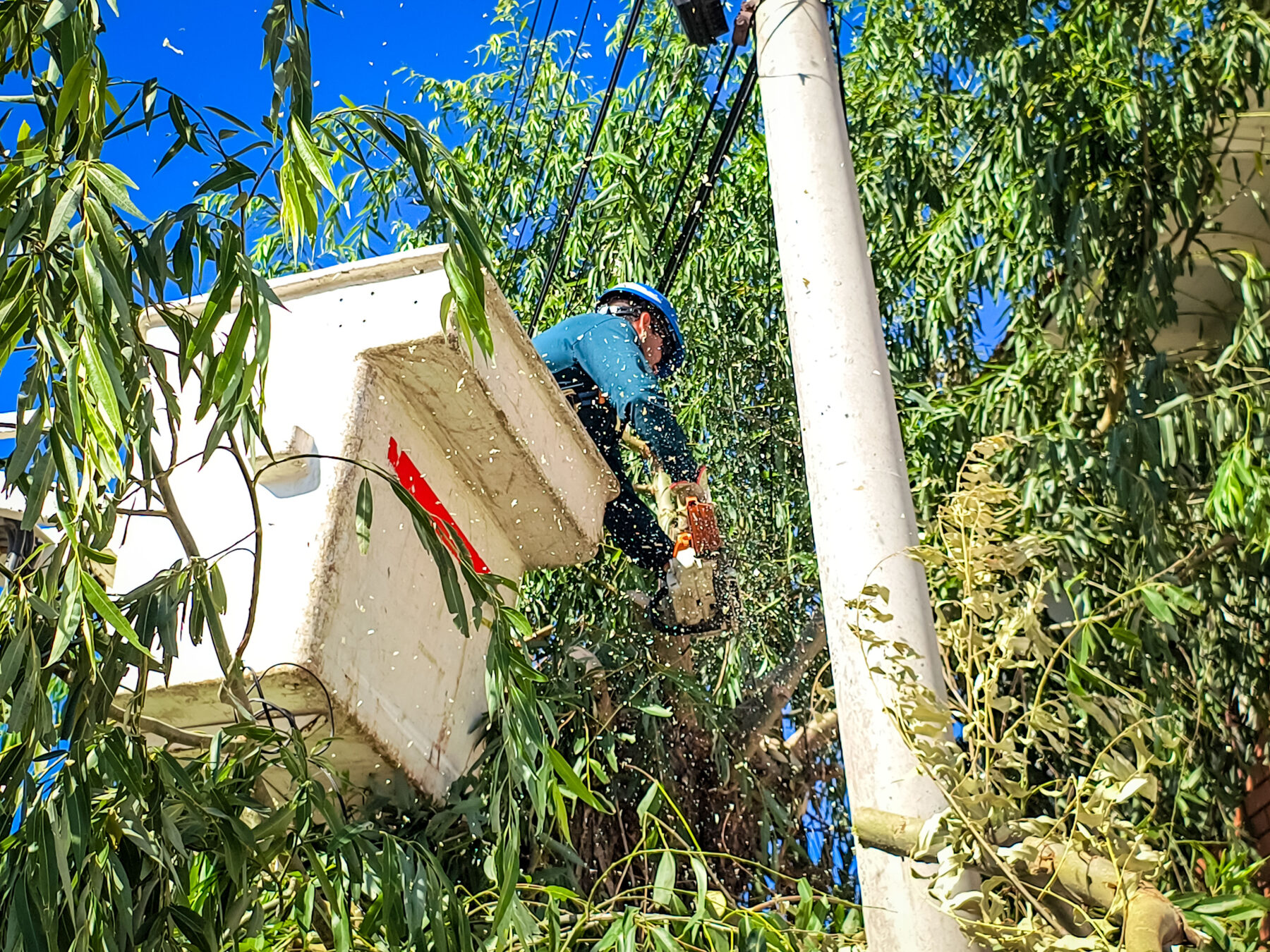 PODAN POR PREVENCION CON CABLEADO