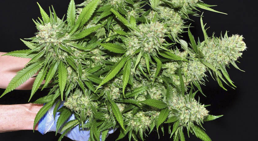 DETECTARON UN VEHÍCULO QUE CIRCULABA CON DOS PLANTAS DE MARIHUANA