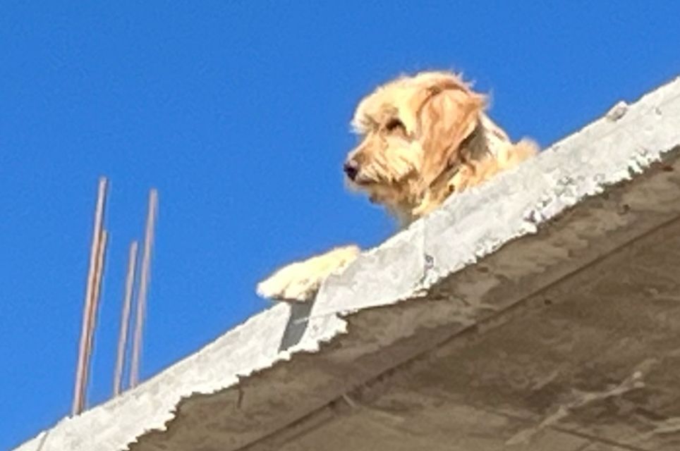 MALTRATO ANIMAL COMO COSTUMBRE.