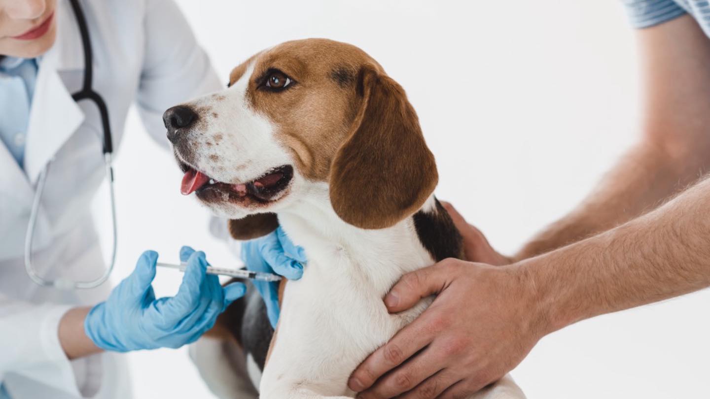 BARRIO ROCA: CASTRACIÓN Y VACUNACIÓN GRATUITA PARA PERROS Y GATOS