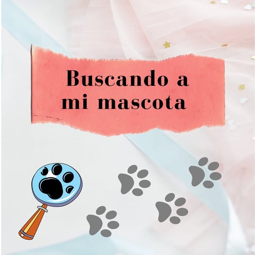 SE PERDIO LILO