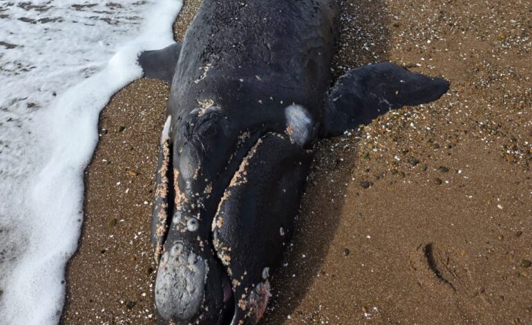 BALLENATO MUERTO EN PLAYA KAISER