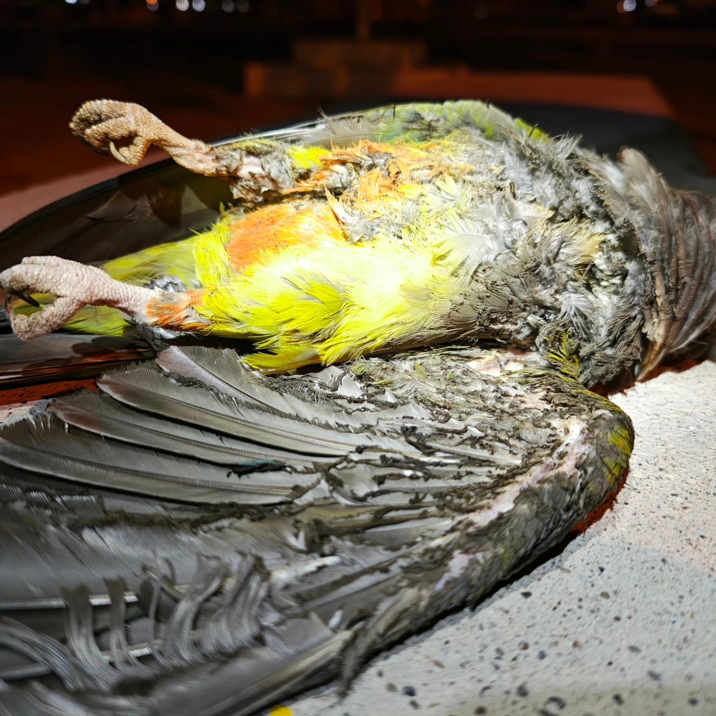 APAGON CON PLUMAS INCLUIDAS!!