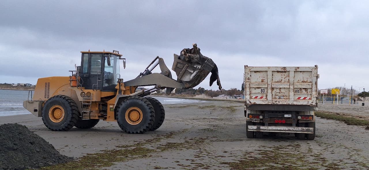 ASI SE LLEVAN LA BALLENA MUERTA