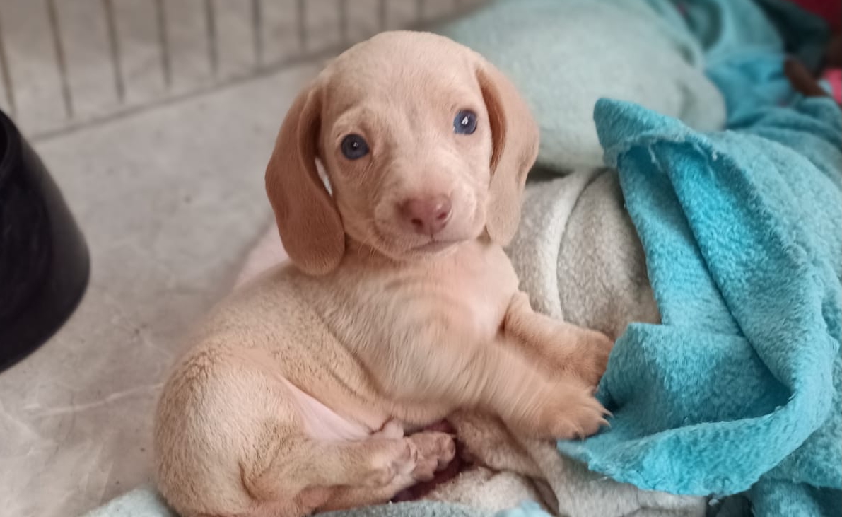 LOS 5O SALCHICAS AL APAM