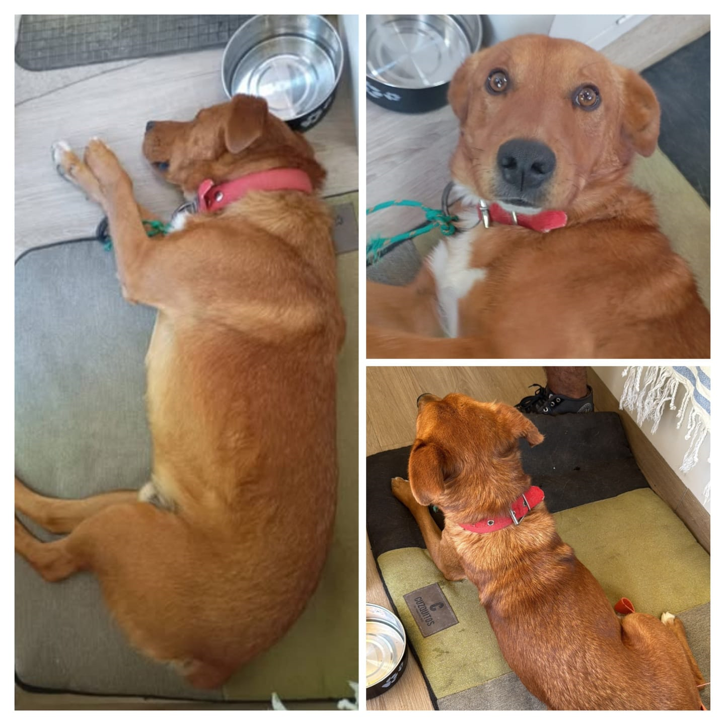 TURISTAS PIDEN AYUDA PARA ENCONTRAR AL DUEÑO DE UN PERRO