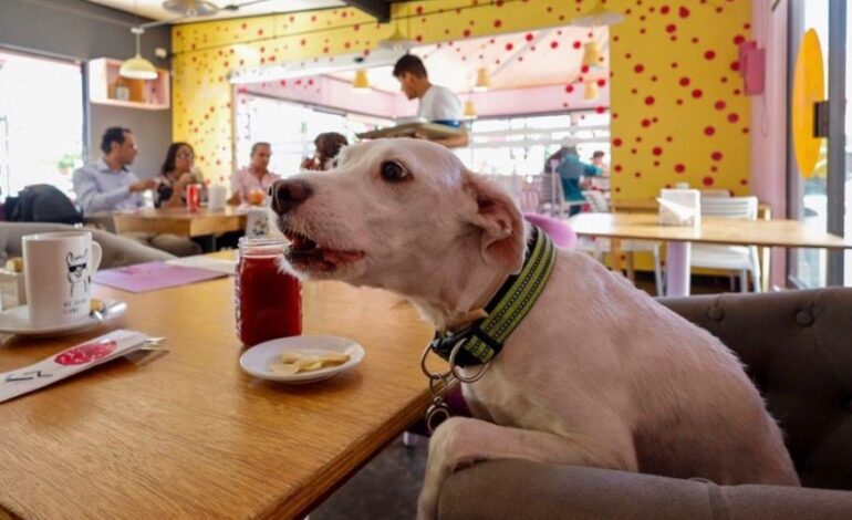 MASCOTAS CON DERECHOS