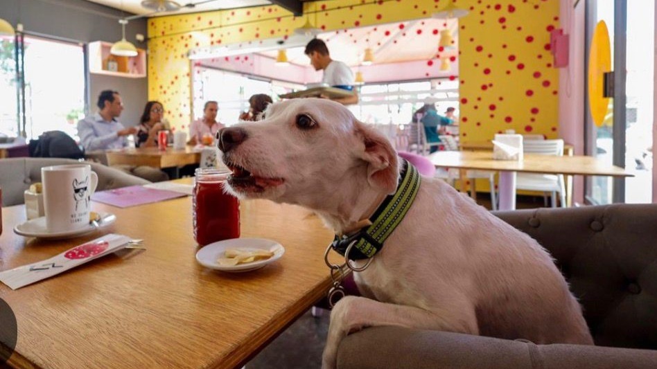 MASCOTAS CON DERECHOS