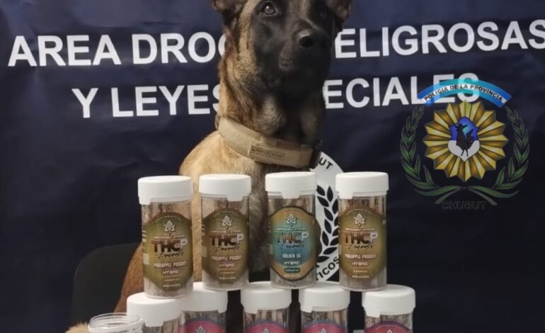 PERRO POLICIA DESCUBRE PORROS