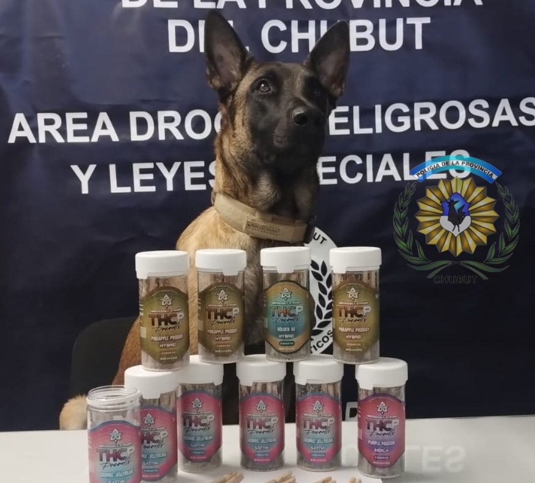 PERRO POLICIA DESCUBRE PORROS