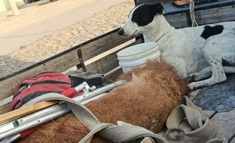 PROFUGO Y DE CAZERIA