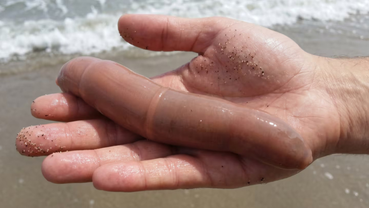 EXTRAÑOS PECES EN NUESTRA COSTA