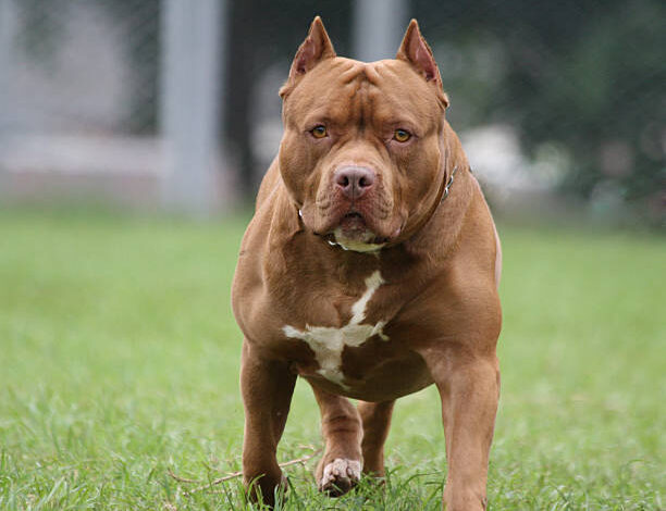 PITBULL ATACO A UNA MUJER