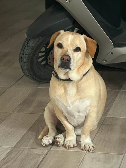 BUSCAMOS A ROCKY: RECOMPENSA $200.000