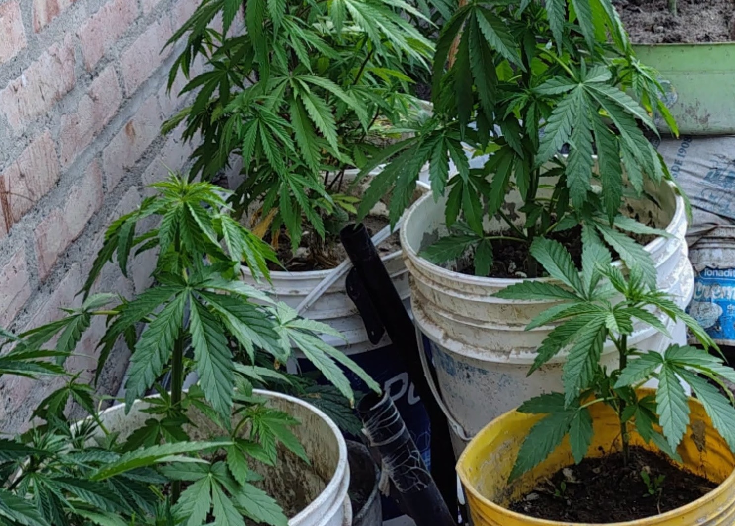 KIOSKO DE DROGA FRENTE A LA 789